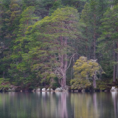 Scots Pine on Loch Garten by Andy Lock Photography