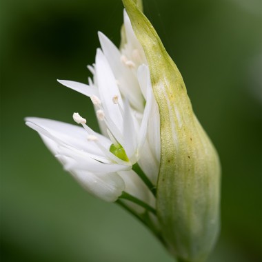 Wild Garlic Perthshire