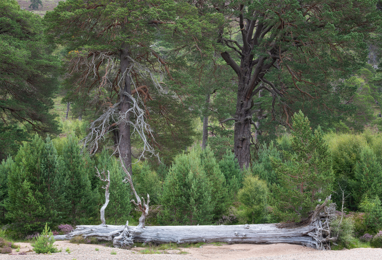 Passing Pines - Cairngorms - Andy Lock Photography