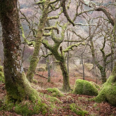 Onlookers - Scotland Rain Forest - Andy Lock Photography