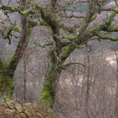 Where the Oaks Remember - Andy Lock Photography